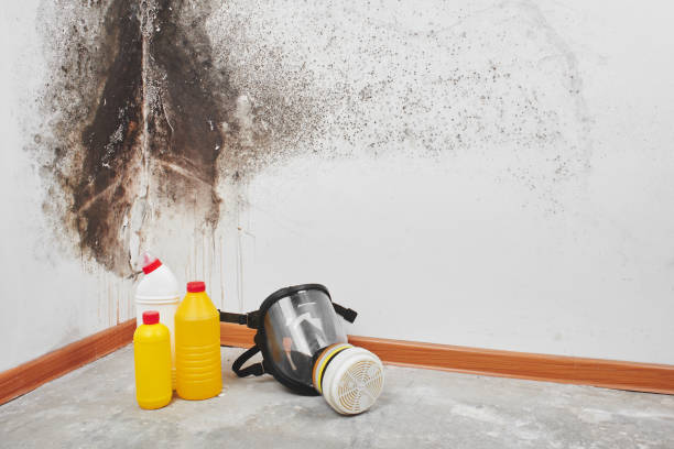 Best HVAC Mold Remediation in Wilson, NC