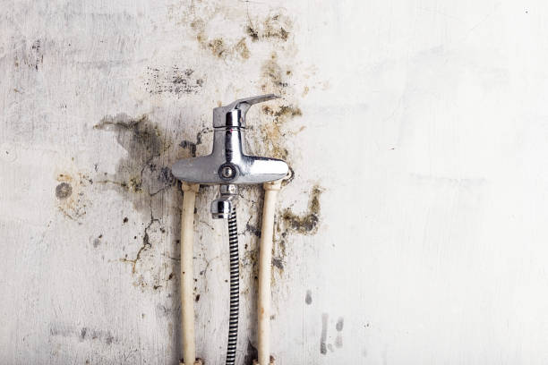 Best Mold Remediation for Specific Building Types in Wilson, NC