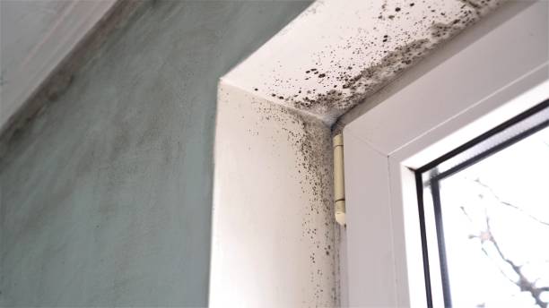 Best Black Mold Remediation in Wilson, NC