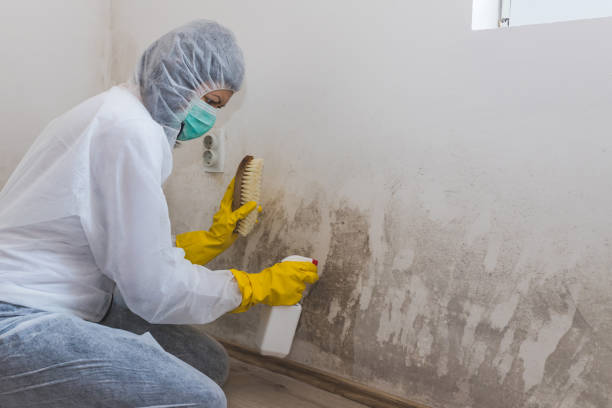 Best Residential Mold Remediation in Wilson, NC