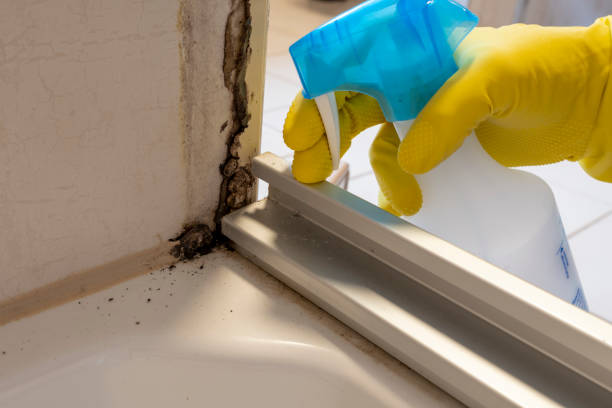 Best Bathroom Mold Remediation in Wilson, NC