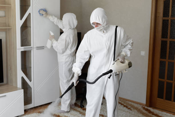 Best White Mold Remediation in Wilson, NC