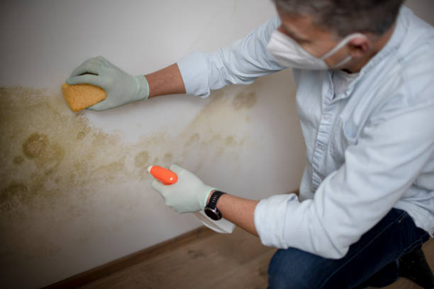 Best Industrial Mold Remediation in Wilson, NC