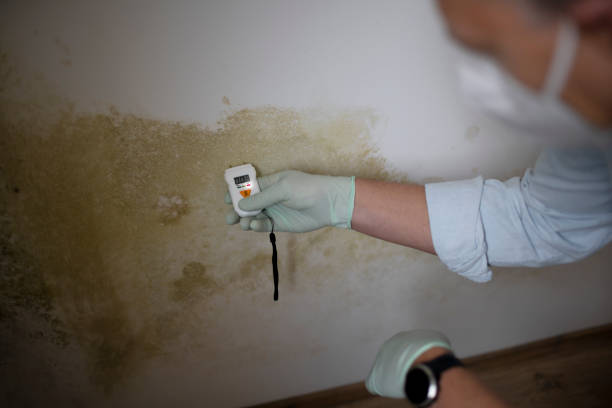 Best Insurance-Related Mold Remediation in Wilson, NC