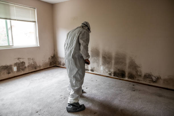 Best Insurance-Related Mold Remediation in Wilson, NC