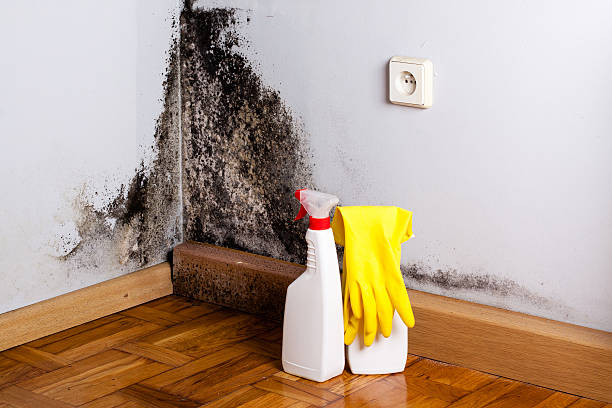  Wilson, NC Mold Removal Pros
