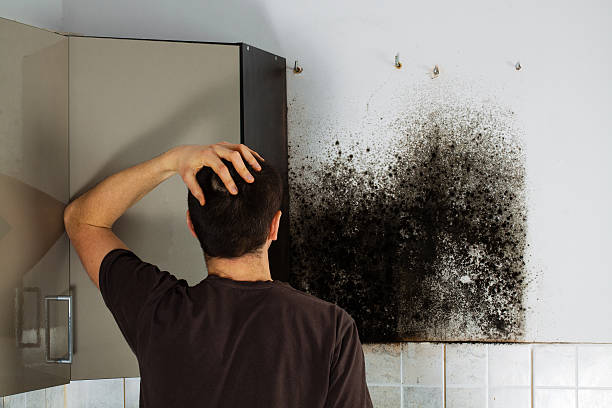 Best Emergency Mold Remediation in Wilson, NC