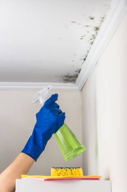 Best Insurance-Related Mold Remediation in Wilson, NC