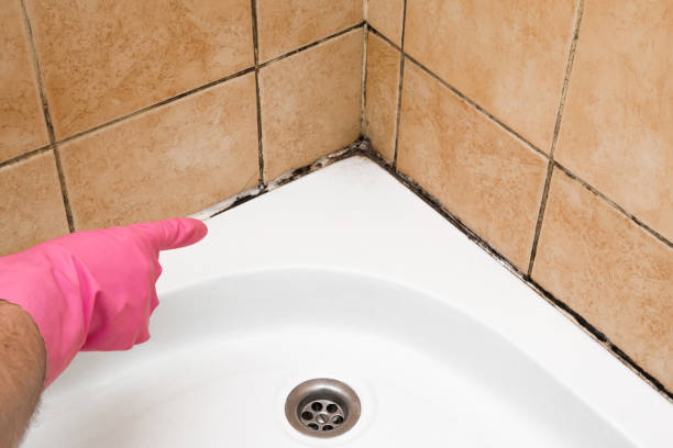 Best Attic Mold Remediation in Wilson, NC